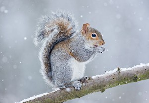 greysquirrel6373