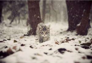 beautiful-cat-cute-leaves-Favim.com-1813766