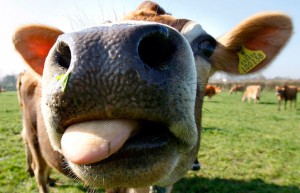 cow-close-up_1374836i