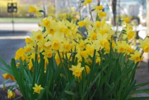 sunny-spring-day-036-475x318