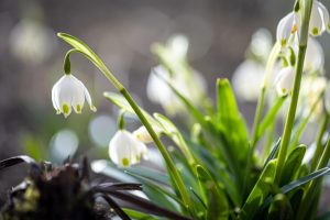 close-up-snowdrops-ground-macro-photography_169016-19223